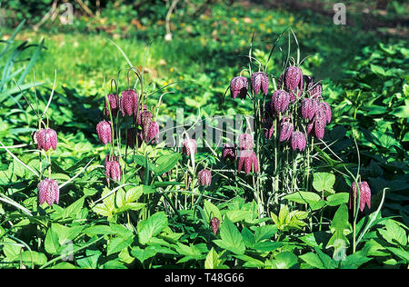 Schlangen Kopf Fritillary Fritillaria meleagris in einem bewaldeten Garten. Eine Staude, die Blumen im Frühling mit Glockenförmigen violetten und weißen Blumen Stockfoto