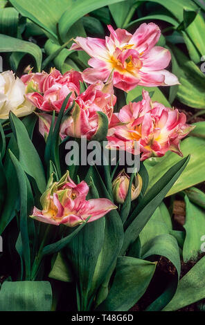 Nahaufnahme von einer Gruppe von Tulpen Willemsoord Karmin-roten und weißen Blumen, die zu den frühen Gruppe Tulpen Abteilung 2 Stockfoto