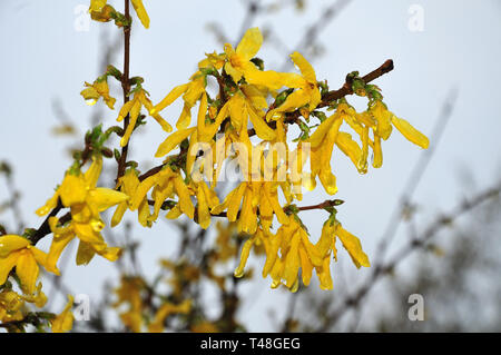 Nahaufnahme einer Zweig des forsythia Strauch mit Regen fällt auf gelbe Blüten Stockfoto