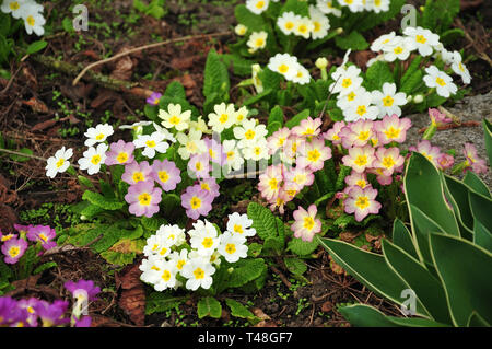 Gruppe der Blüte primrose Pflanzen in einem Garten an regnerischen Tag Stockfoto