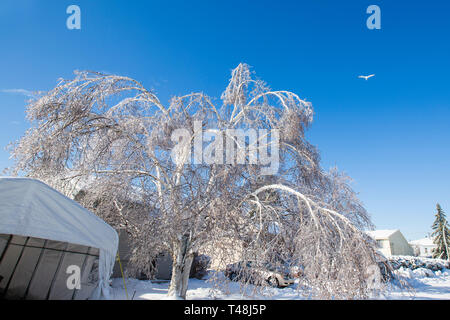 Bäume unter schwerem Regen in Quebec, Kanada, 9. April 2019 Stockfoto