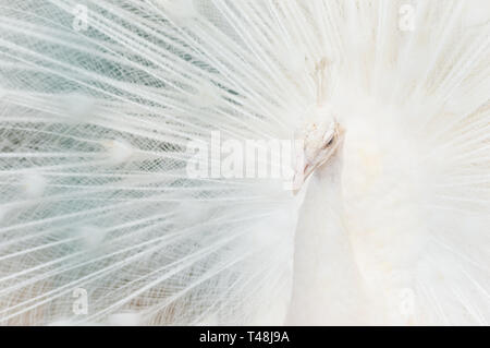 Porträt eines weißen Pfau, mit offenen Federn, Durchführung der Braut tanzen. Hintergrund unscharf. Stockfoto