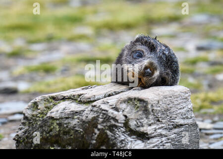 Adorable fur SEAL Pup ruhender Kopf mit einem Holzklotz auf dem Salisbury Plain, Südgeorgien Stockfoto