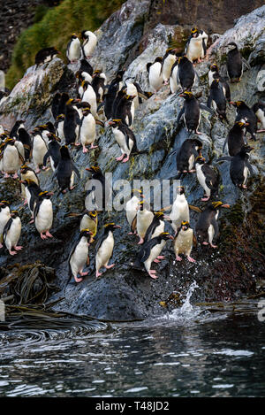 Eine Reihe von Makkaroni Pinguine unten hopping einen großen Felsen zum Meer für morgen Fütterung, Coopers Bay, South Georgia Stockfoto