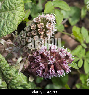 Männlicher Blumenkopf von Butterbur Petasites hybridus, Peak District National Park, England Stockfoto