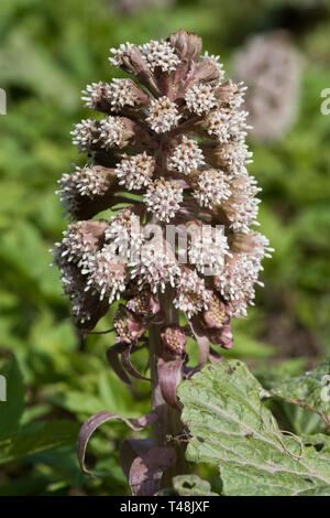 Männlicher Blumenkopf von Butterbur Petasites hybridus, Peak District National Park, England Stockfoto