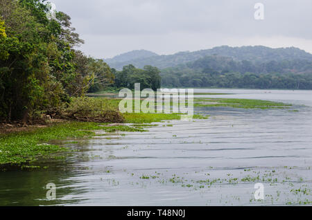 Chagres River Mouth in Gamboa Stockfoto