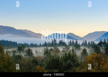 Morgen Nebel in den Auwald, Isartal am See Sylvenstein, in der Nähe von Lenggries, Isarwinkel, Oberbayern, Bayern, Deutschland Stockfoto