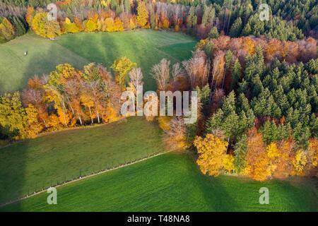 Herbstwald und Wiesen, in der Nähe von Icking, Drone, Oberbayern, Bayern, Deutschland Stockfoto