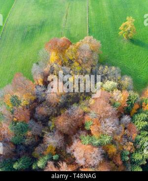 Herbst gemischter Wald und Wiese, in der Nähe von Icking, Drone, Oberbayern, Bayern, Deutschland Stockfoto