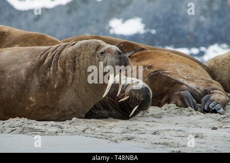 Walross (Odobenus rosmarus) Kolonie, Magdalenen Fjord, Spitzbergen, Arktis, Norwegen Stockfoto