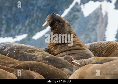 Walrosse (Odobenus rosmarus), Kolonie, Magdalenen Fjord, Spitzbergen, Arktis, Norwegen Stockfoto