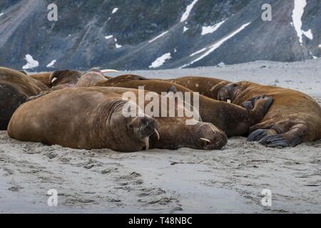 Walrosse (Odobenus rosmarus), Kolonie, Magdalenen Fjord, Spitzbergen, Arktis, Norwegen Stockfoto