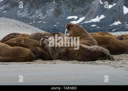 Walrosse (Odobenus rosmarus), Kolonie, Magdalenen Fjord, Spitzbergen, Arktis, Norwegen Stockfoto