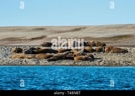 Walrosse (Odobenus rosmarus), Kolonie liegt auf Schotter Bank, Torellneset, Arktis, Svalbard Stockfoto