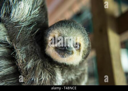 Blass-throated Faultier (Bradypus tridactylus), junge Tier, Captive, Chou Ai Rescue Center, Französisch-Guayana Stockfoto