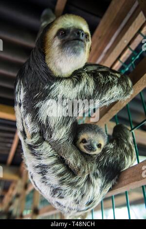 Blass-throated slothes (Bradypus tridactylus), Mutter mit Baby, Chou Ai Rescue Center, Captive, Französisch-Guayana Stockfoto