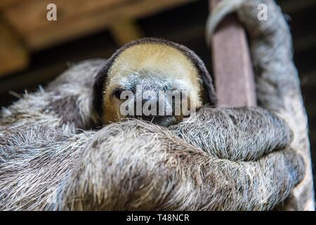 Blass-throated Faultier (Bradypus tridactylus), Captive, Chou Ai Rescue Center, Französisch-Guayana Stockfoto