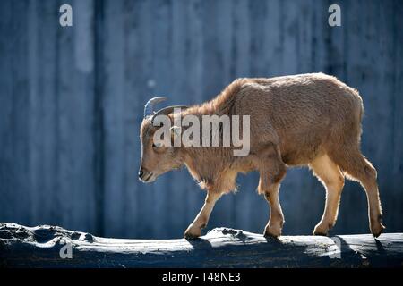 Mähnenspringer (Ammotragus lervia), junge Tier, geht auf Baumstamm, Captive, Deutschland Stockfoto