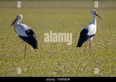 Zwei Weißstörche (Ciconia ciconia) stehen auf einer Wiese, Deutschland Stockfoto