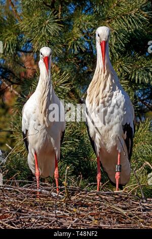 Zwei Weißstörche (Ciconia ciconia), paar Seite an Seite in ihrem Nest, Deutschland Stockfoto