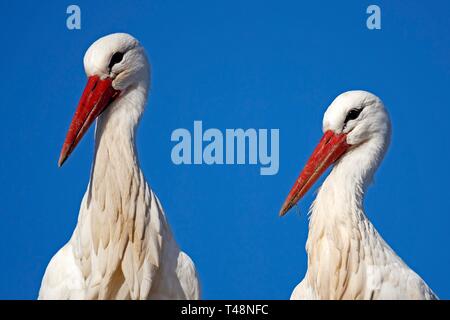 Zwei Weißstörche (Ciconia ciconia), Tier, Tier portrait vor blauem Himmel, Deutschland Stockfoto