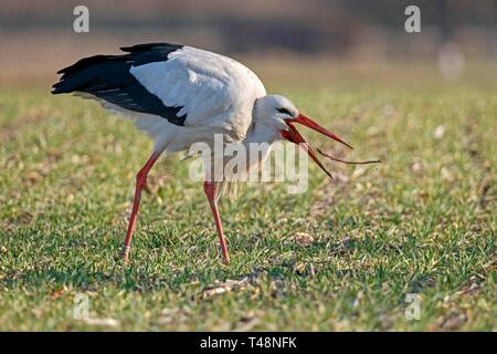 Weißstorch (Ciconia ciconia) Nahrungssuche auf einer Wiese, fängt Regenwurm, Deutschland Stockfoto