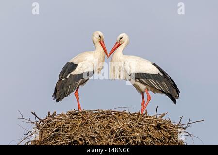 Zwei Weißstörche (Ciconia ciconia), Tier Paar einander gegenüber auf dem Nest, Deutschland Stockfoto