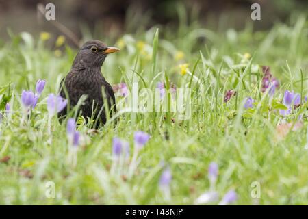 Amsel (Turdus merula) steht in Frühlingswiese mit blühenden Krokusse (Crocus), Hessen, Deutschland Stockfoto