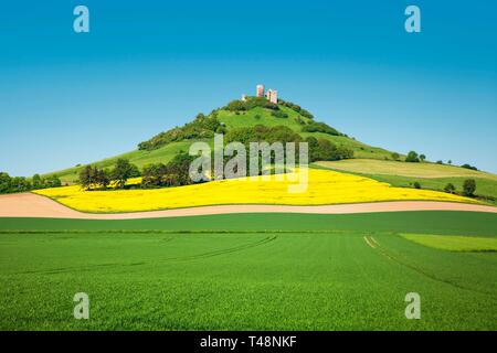 Desenberg Burg, auch Daseburg, Burg auf Basalt Hill ruinieren, indem Felder im Frühling umgeben, Wahrzeichen der Warburger Börde, Warburg, Nord Stockfoto