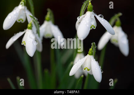 Eine Nahaufnahme von Schneeglöckchen (Galanthus nivalis im Garten in Chiswick House, London, Großbritannien Stockfoto