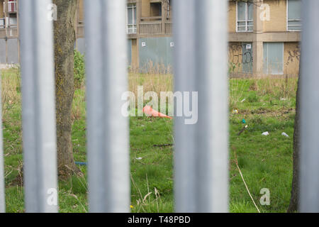 Verlassene Wohnungen im Park Hill, Sheffield Stockfoto