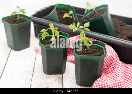 Tomaten Keimlinge in grün Kunststoff Töpfe. Wachsende Tomaten Stockfoto