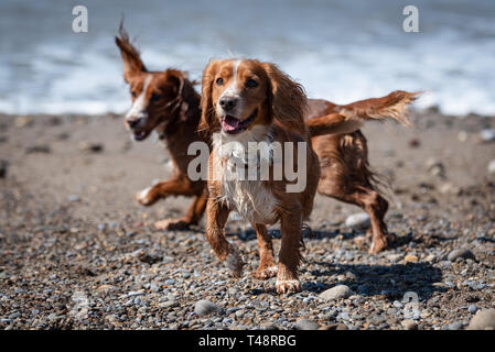 Golden Welsh Springer Spaniel hund auf Ogmore durch Meer Strand Stockfoto