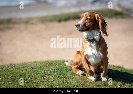 Golden Welsh Springer Spaniel hund auf Ogmore durch Meer Strand Stockfoto