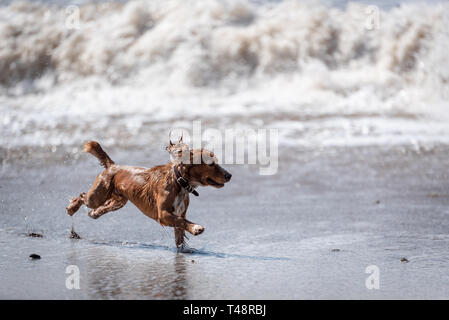 Golden Welsh Springer Spaniel hund auf Ogmore durch Meer Strand Stockfoto