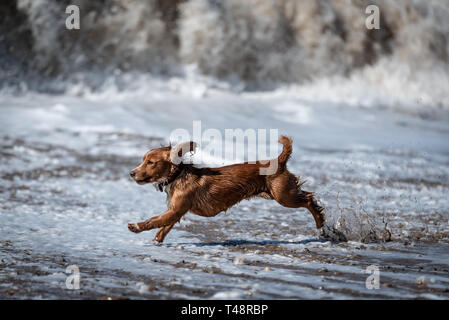 Golden Welsh Springer Spaniel hund auf Ogmore durch Meer Strand Stockfoto