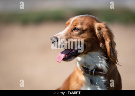 Golden Welsh Springer Spaniel hund auf Ogmore durch Meer Strand Stockfoto