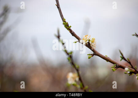 Knospen und weißen Blumen der einen Birnbaum mit Regentropfen auf blütenblätter Close-up auf einem verschwommenen Hintergrund. Berge von Galiläa. Israel Stockfoto