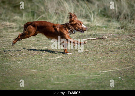 Golden Welsh Springer Spaniel hund auf Ogmore durch Meer Strand Stockfoto