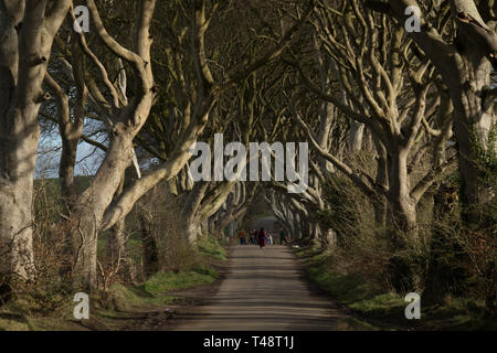 Die dunklen Hecken Stockfoto