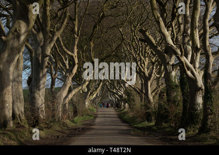 Die dunklen Hecken Stockfoto