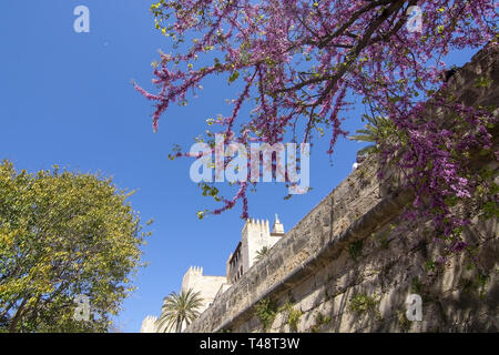 PALMA, MALLORCA, SPANIEN - 9. APRIL 2019: rosa Frühling Blüten vor almudaina Schloss an einem sonnigen Tag am 9. April 2019 im Palma, Mallorca, Balearen, Spanien. Stockfoto