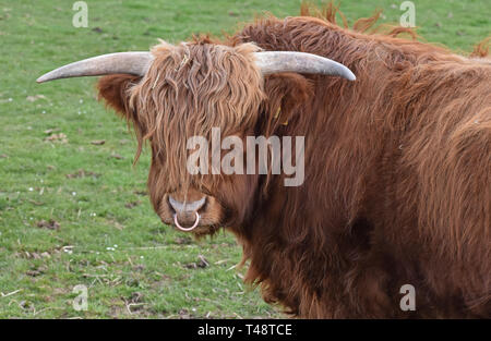 Highland Kuh in Feld, Letham, Angus, Schottland Stockfoto