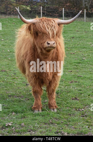 Highland Kuh in Feld, Letham, Angus, Schottland Stockfoto