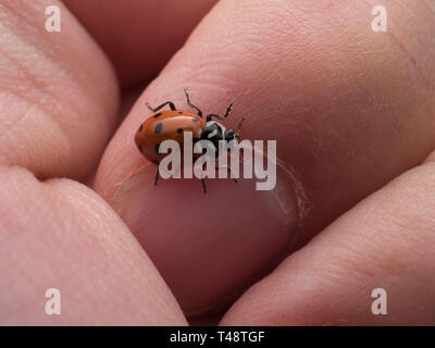 Marienkäfer kriecht auf einem Blatt Stockfoto