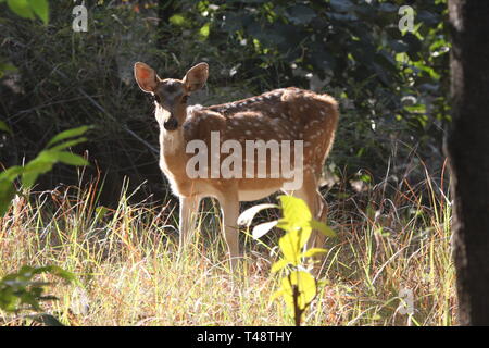 Spotted Deer oder Chital, Bandhavgarh Nationalpark, Madhya Pradesh Stockfoto