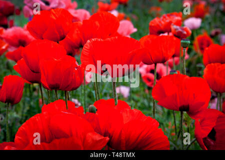 Leuchtend rote Erinnerungsmohn blühen auf einem sonnendurchfluteten Feld, zarte Blütenblätter leuchten zwischen üppig grünem Laub und Knospen und schaffen einen auffälligen Wandteppich. Stockfoto