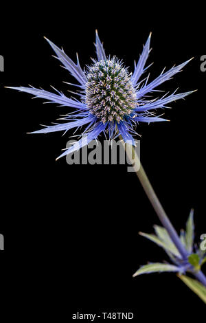 Nahaufnahme einer leuchtend blauen stechpalmenblüte mit ihren spitzen Blütenblättern, die von einem strukturierten Zentrum ausstrahlen, scharf isoliert vor einem tiefschwarzen Hintergrund. studio. Stockfoto