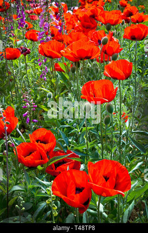 Leuchtend rote Erinnerungsmohn blühen auf einem sonnendurchfluteten Feld, zarte Blütenblätter leuchten zwischen üppig grünem Laub und Knospen und schaffen einen auffälligen Wandteppich. Stockfoto